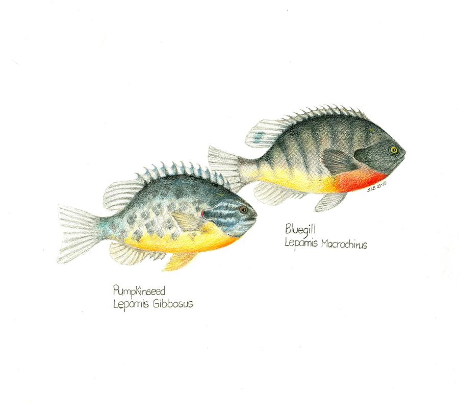Fish Drawing - Wallace Brantley Fishing Series Bluegill and Pumpkinseed by Sharon Blanchard