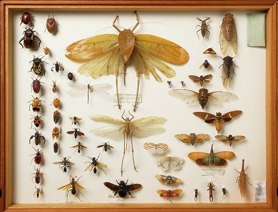 Wallace Collection Insect Specimens Photograph by Natural History Museum, London/science Photo Library