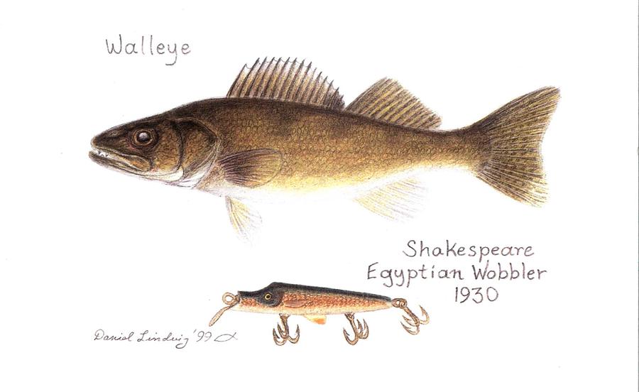 Fish Drawing - Walleye and Egyptian Wobbler Lure 1930 by Daniel Lindvig