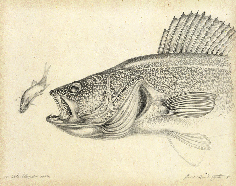 Walleye Pencil Study Painting by JQ Licensing