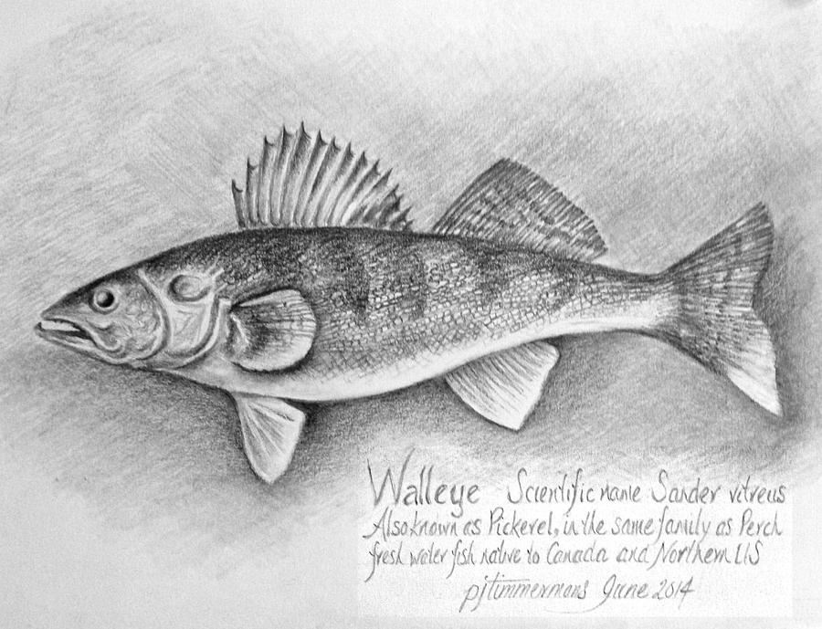 how to draw a walleye silenthilldownpourpaintings