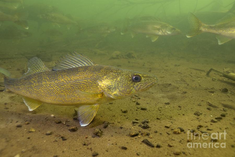 Walleye School Photograph by Engbretson Underwater Photography