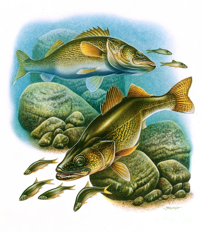 Fish Painting - Walleye Vignette by JQ Licensing