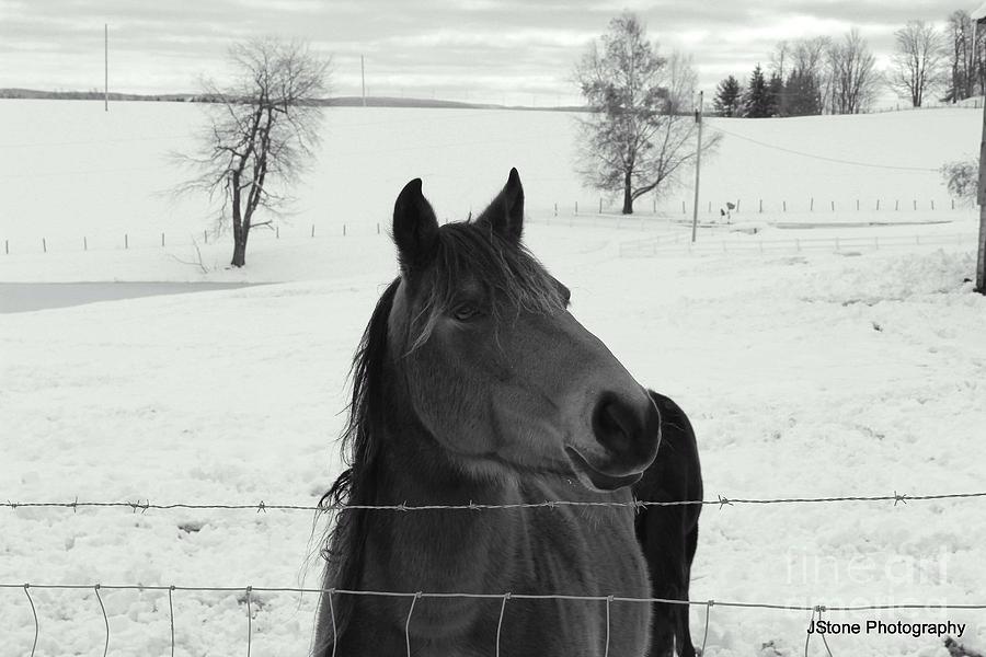 Horse Pyrography - Walnut by Jennifer Stone
