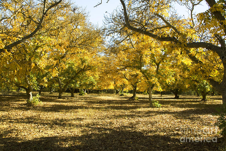 Walnut Orchard Photograph by Charmian