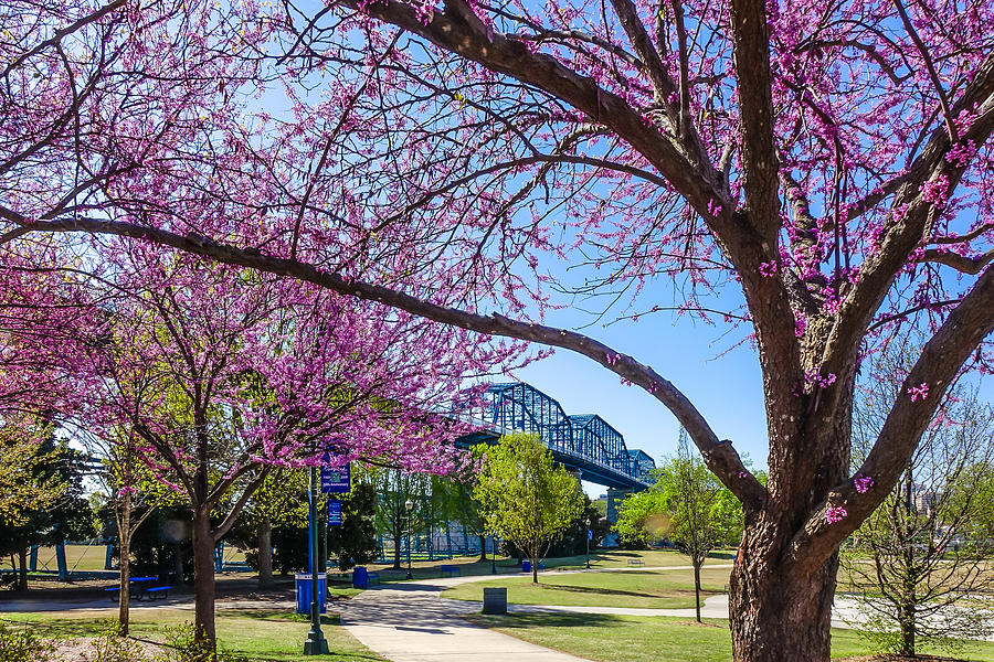 Walnut Street Bridge in Spring Photograph by Tom and Pat Cory