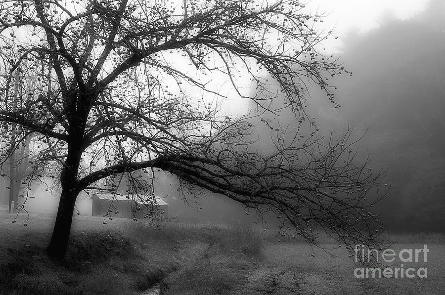 Walnut Tree Along The Creek Photograph by Michael Eingle
