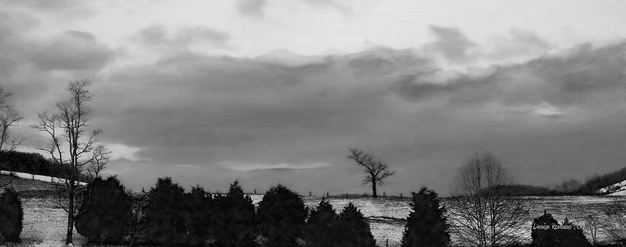 Black And White Photograph - Walnut Tree in BW by Denise Romano
