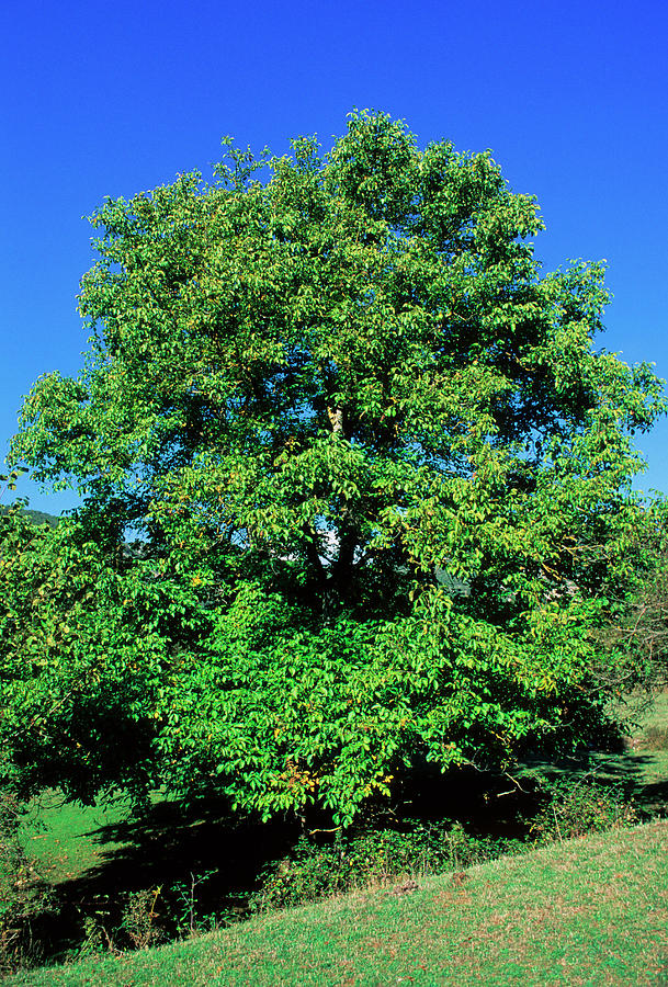 Nature Photograph - Walnut Tree (juglans Regia) by Bruno Petriglia/science Photo Library