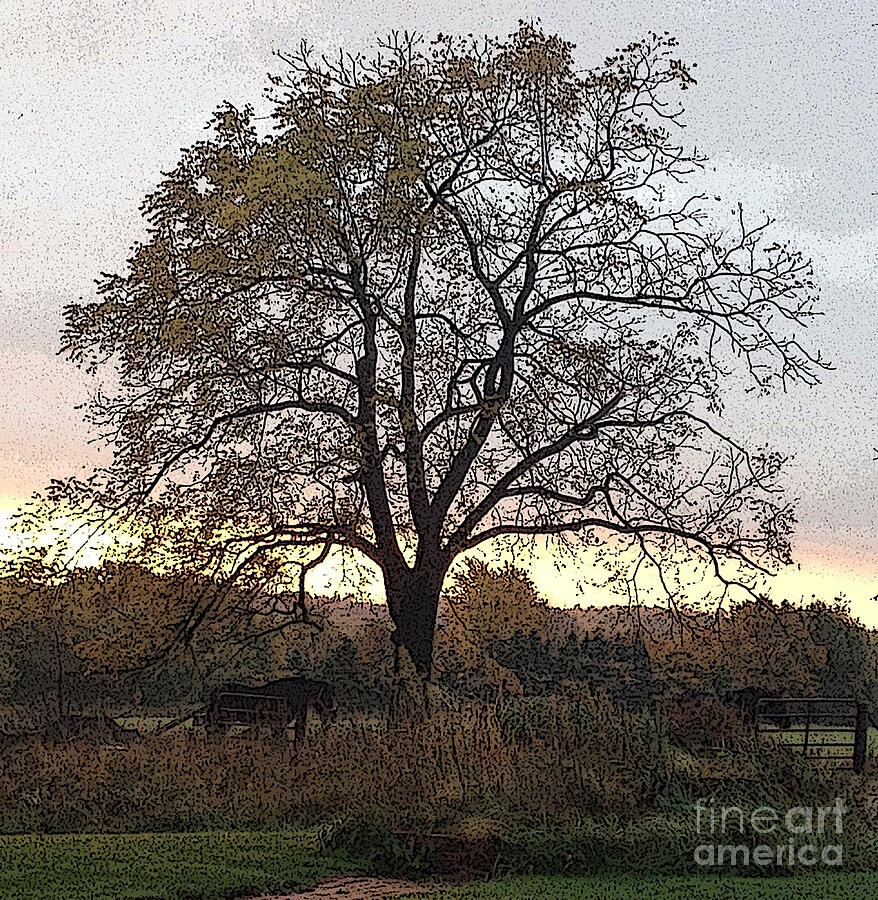 Walnut Tree Series Poster Edges Photograph by Conni Schaftenaar