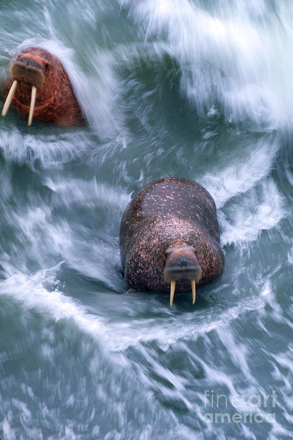 Walrus Photograph by Art Wolfe