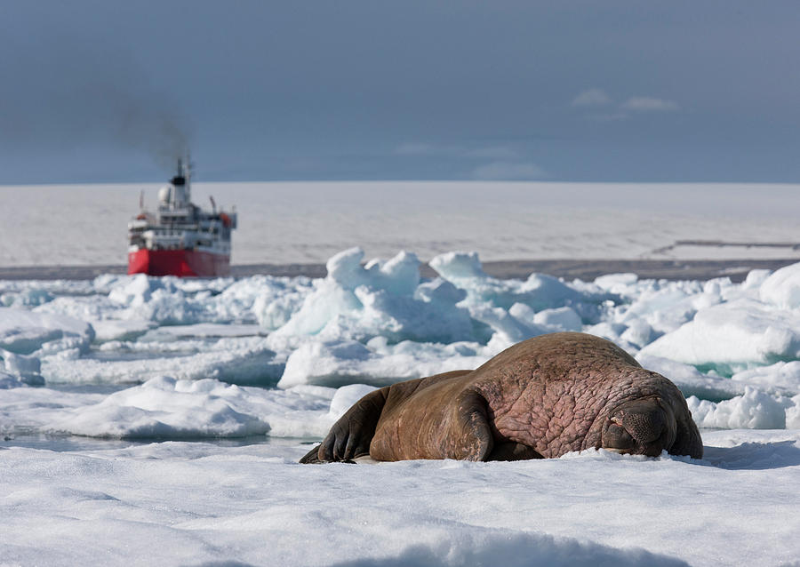 Animal Photograph - Walrus Bull Odobenus Rosmarus by Panoramic Images