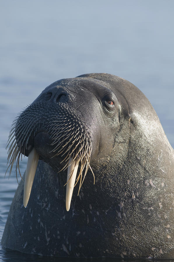 Walrus Bull Off The Coast Of Svalbard Photograph by Steven Kazlowski ...