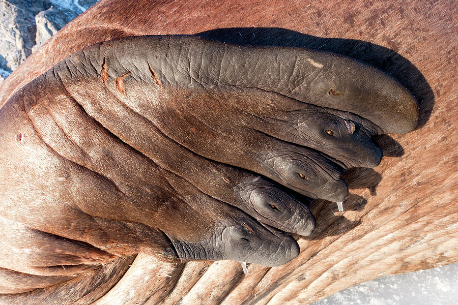 Walrus Front Flipper Photograph by Science Photo Library - Fine Art America