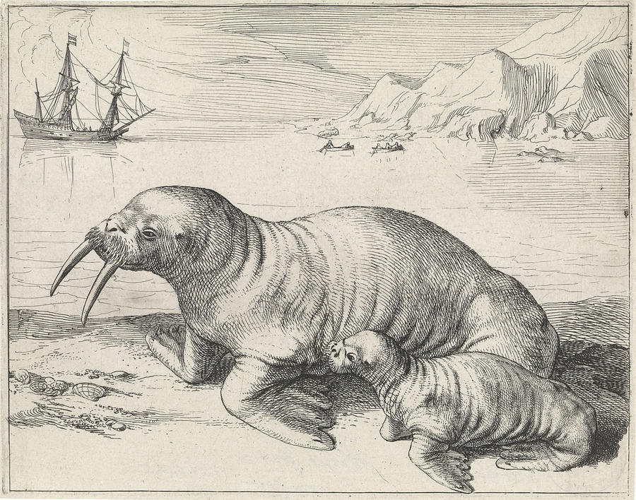 1591 Drawing - Walrus In Spitsbergen Svalbard Norway, Hessel Gerritsz by Quint Lox