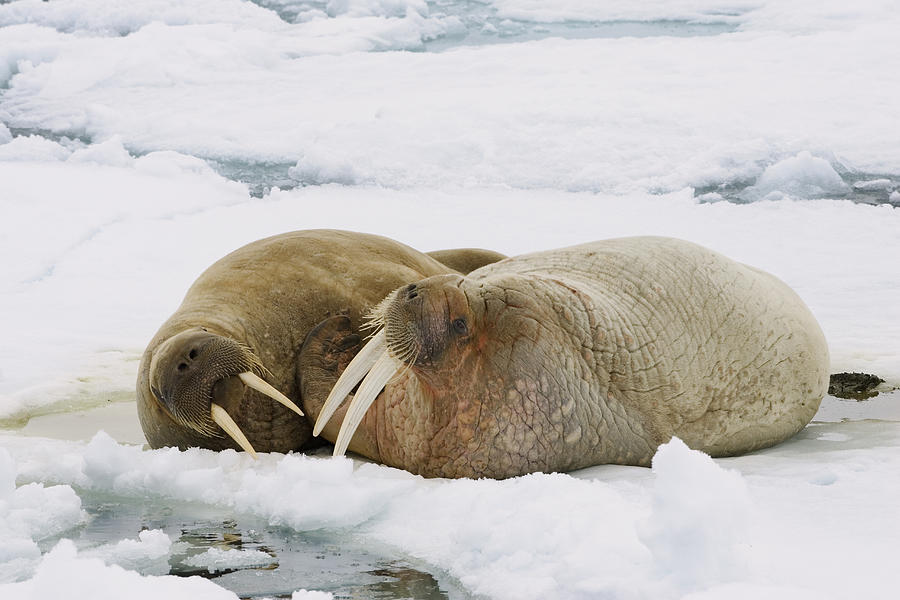 Walrus Male And Female On Ice Floe Photograph by Konrad Wothe