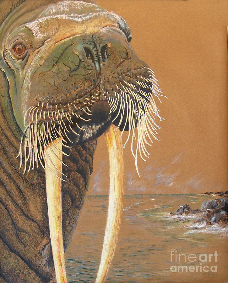 Walrus Drawing by Nancy  Parsons