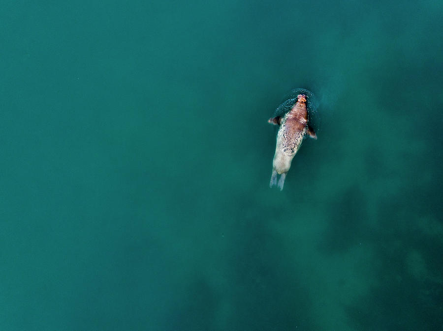 Nature Photograph - Walrus Odobenus Rosmarus Swimming by Raffi Maghdessian