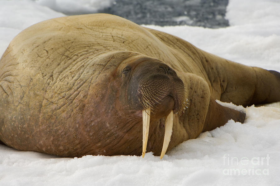 Walrus Resting On Ice Floe Photograph by John Shaw
