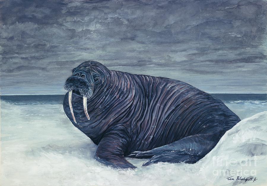 Wildlife Painting - Walrus by Tom Blodgett Jr