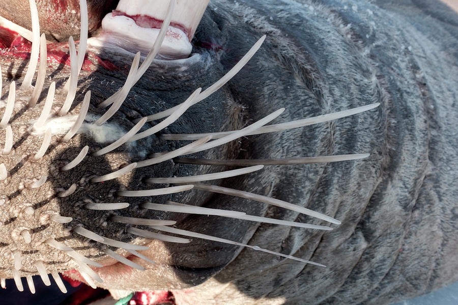 Walrus Whiskers Photograph by Louise Murray - Fine Art America