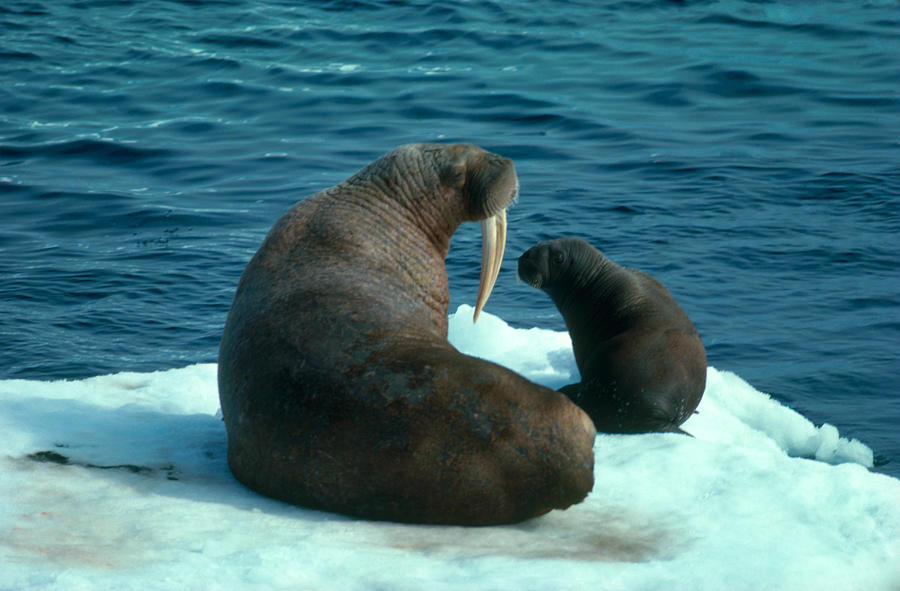Walrus With Calf Photograph by Carleton Ray