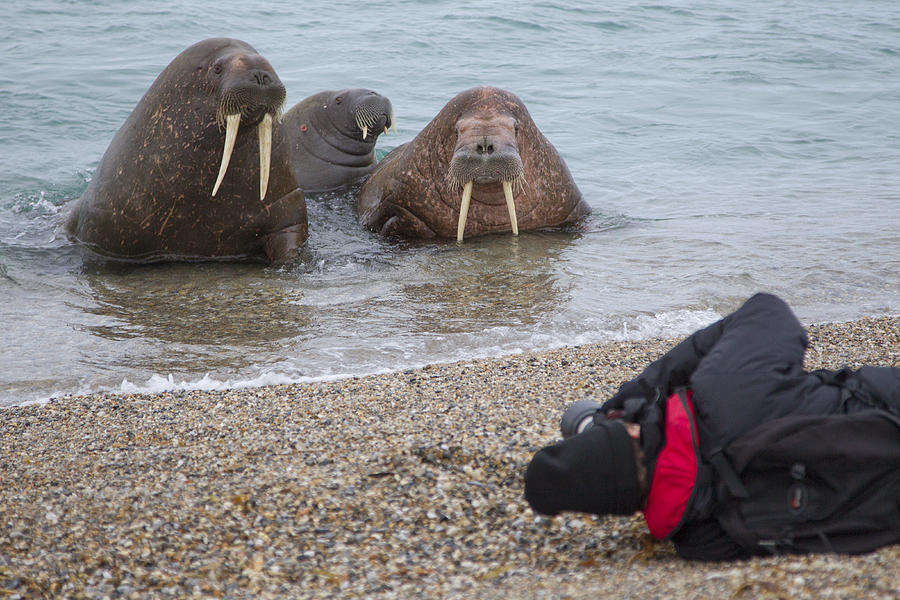 Walruses Photographed By Tourists Photograph by Peter Cairns