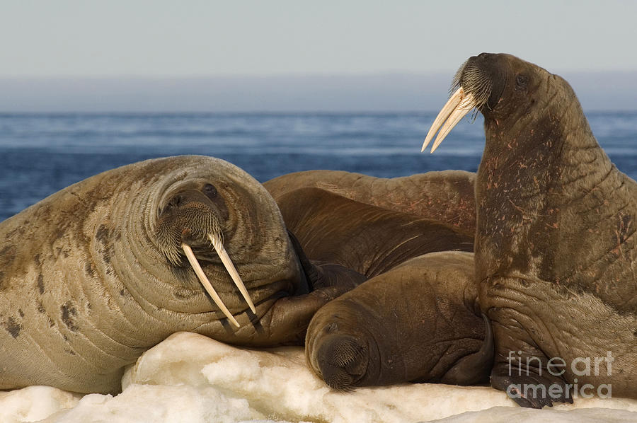 Walruses Resting On Ice Floe Photograph by John Shaw