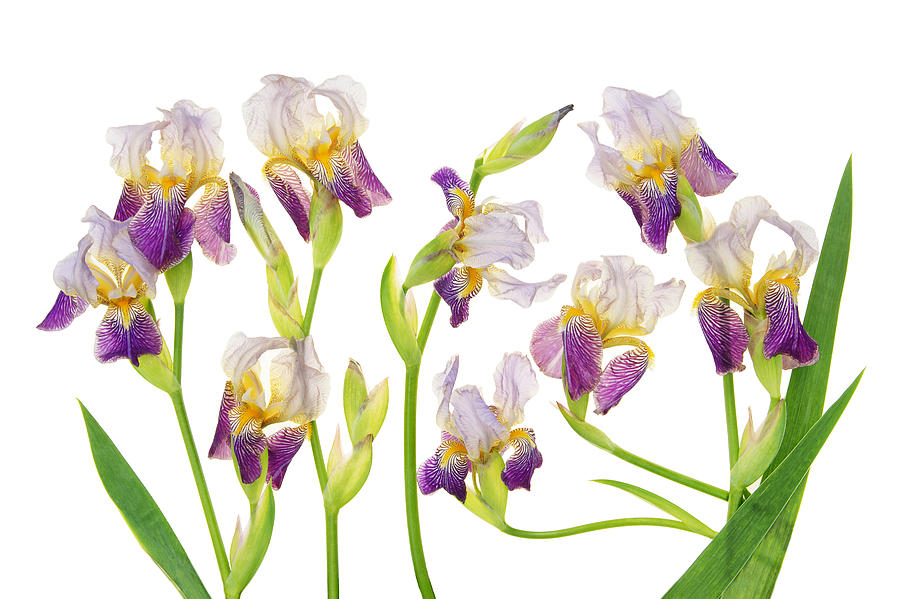 Waltzing Irises Photograph by Leda Robertson