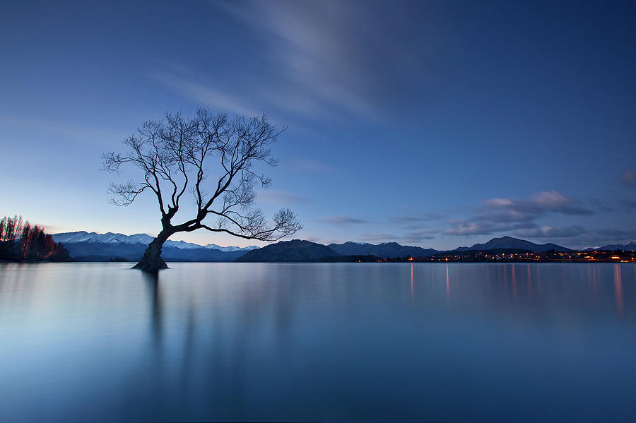 Tree Photograph - Wanaka Twilight by Yan Zhang