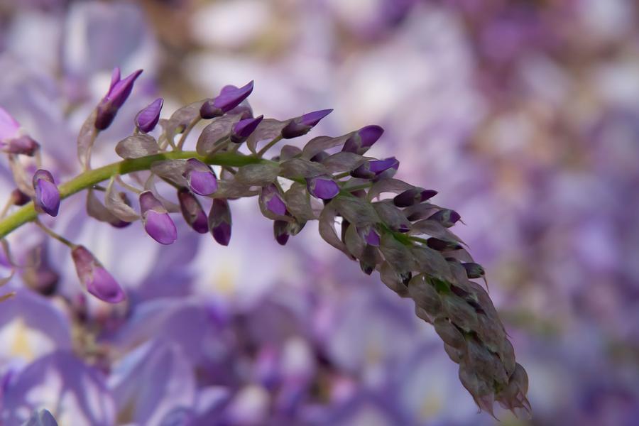 Wand of Wisteria Photograph by Vanessa Thomas