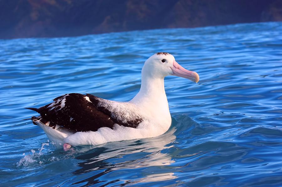 Wandering Albatross Photograph by Amanda Stadther