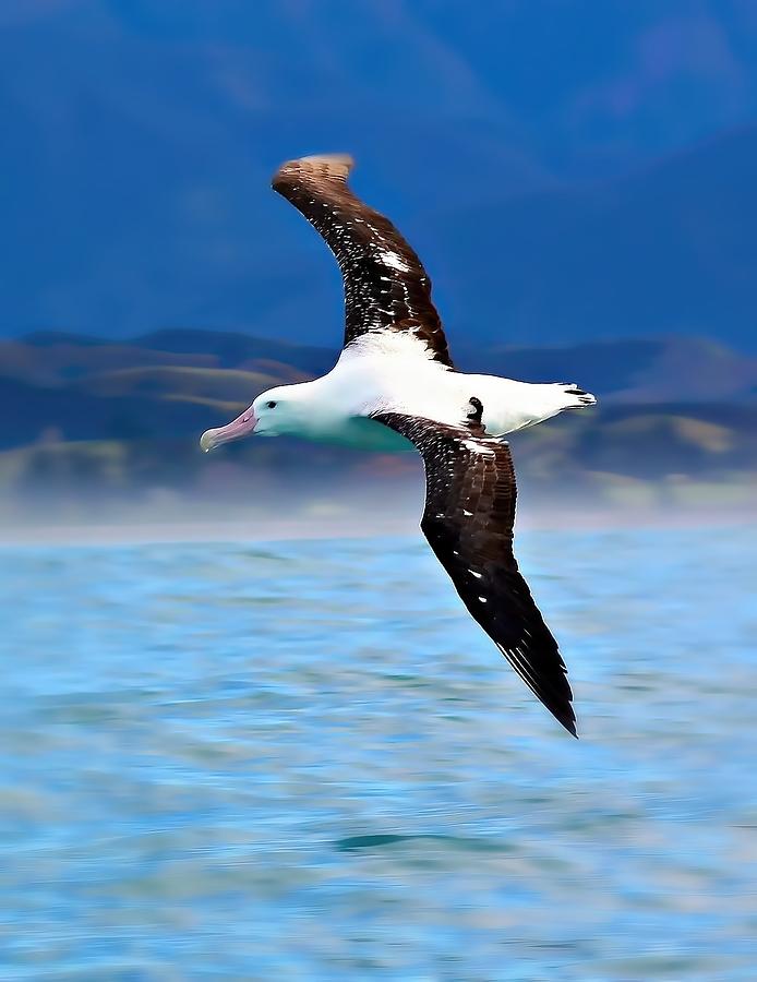Albatross Photograph - Wandering Albatross In Flight by Amanda Stadther