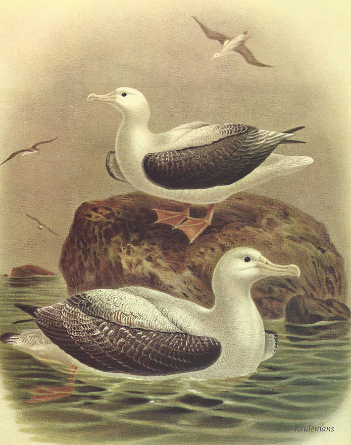 John James Audubon Painting - Wandering Albatross by Dreyer Wildlife Print Collections 