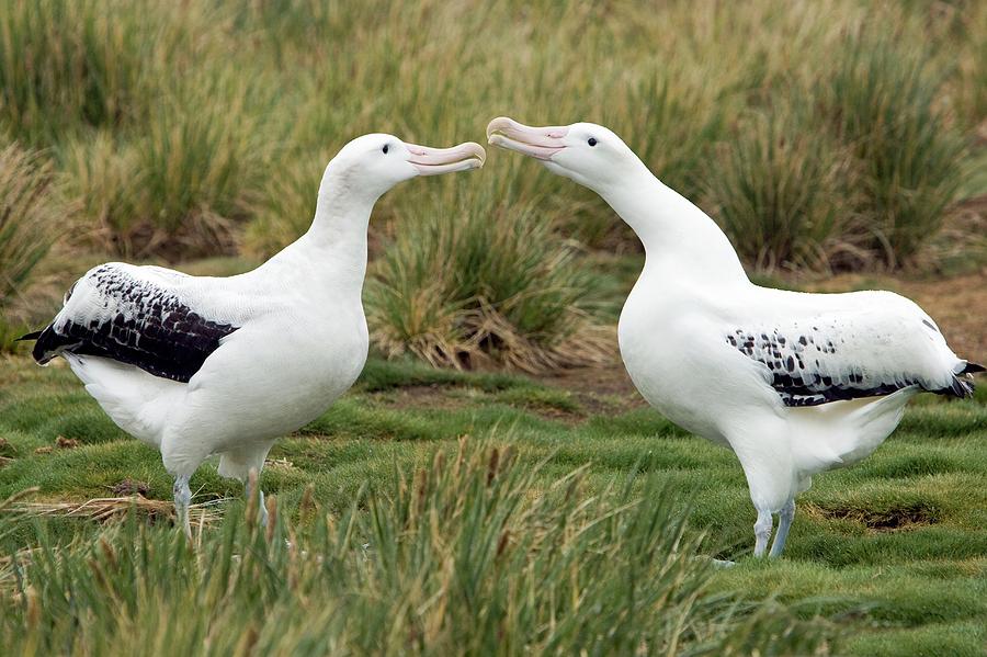 Wandering Albatross Pair Photograph by William Ervin/science Photo Library