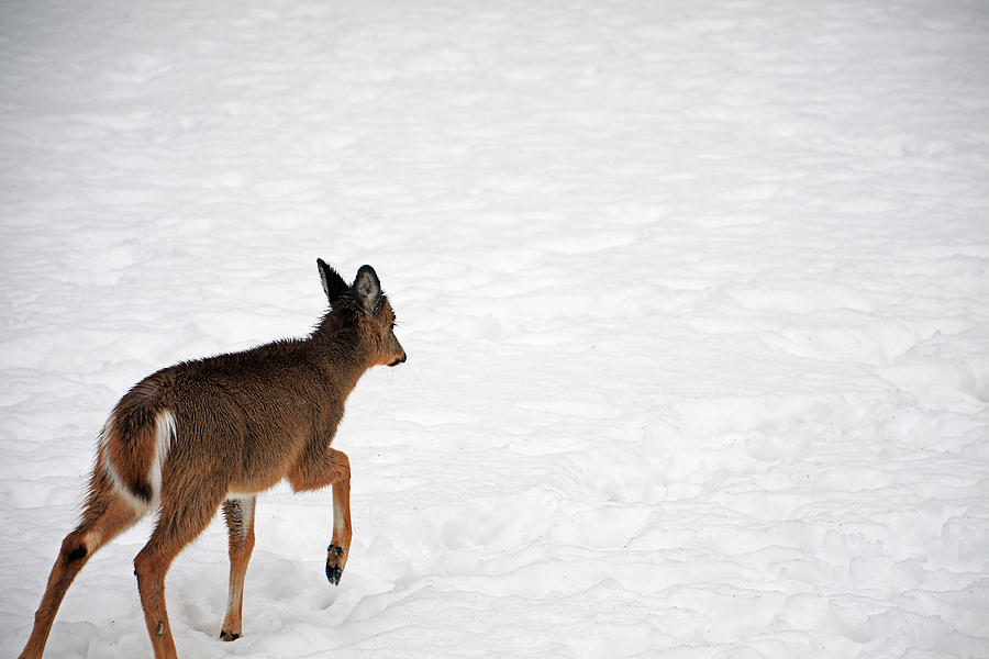 Wandering Bambi Photograph by Karol Livote