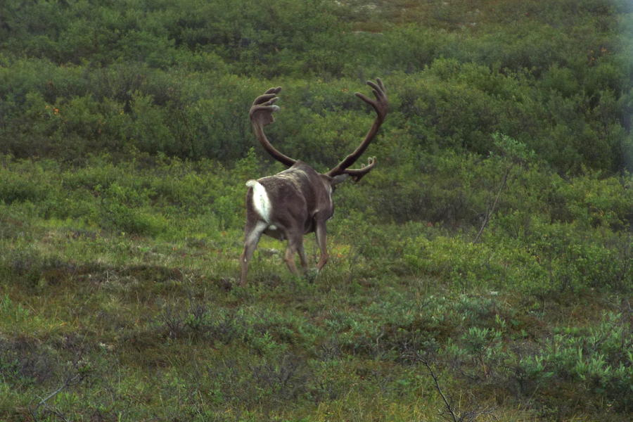 Wandering Caribou Photograph by Barbara Von Pagel Wandering Caribou Photograph by Barbara Von Pagel