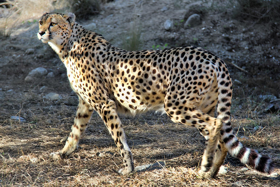 Wandering Cheetah Photograph by Mariola Bitner