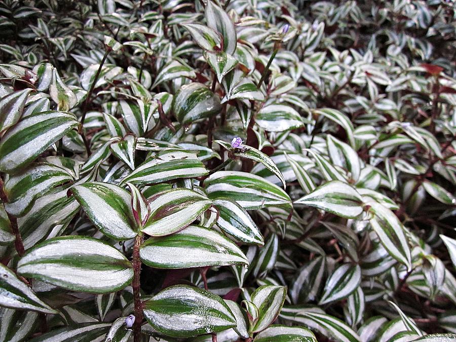 Wandering Jew Plant Photograph by MTBobbins Photography