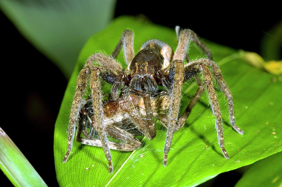 what does a wandering spider do