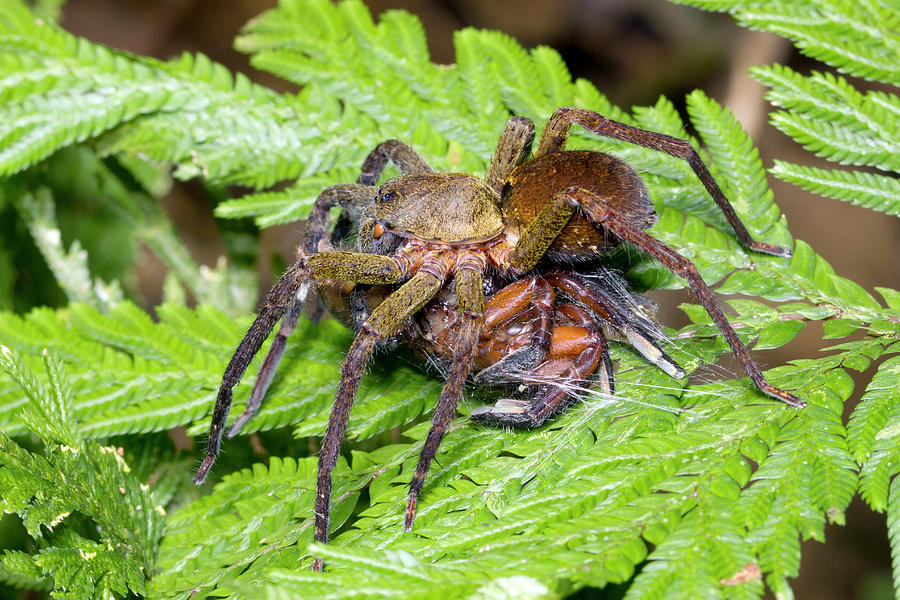 Wandering Spider Eating Another Spider Photograph by Dr Morley Read