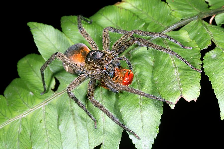 Wandering Spider Feeding Photograph by Dr Morley Read/science Photo Library
