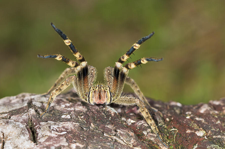 Wandering Spider In Defensive Posture Photograph by Konrad Wothe