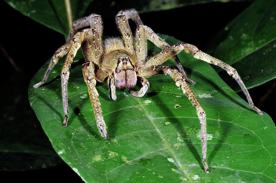 Wandering Spider (phoneutria Nigriventer) Photograph by Sinclair Stammers/science Photo Library