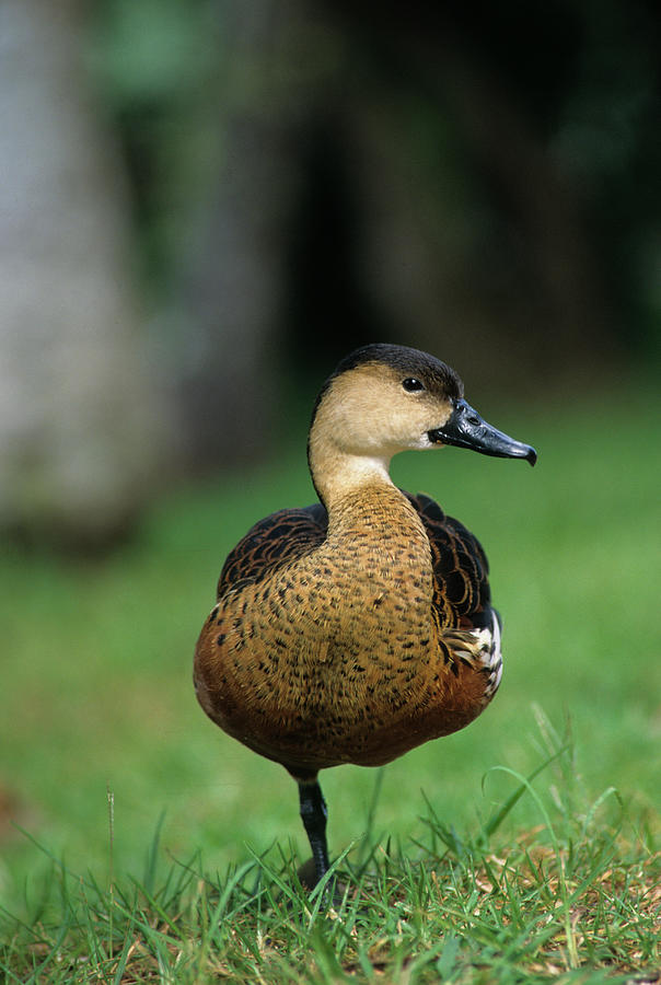 Wandering Whistling Duck Photograph by Martin Withers