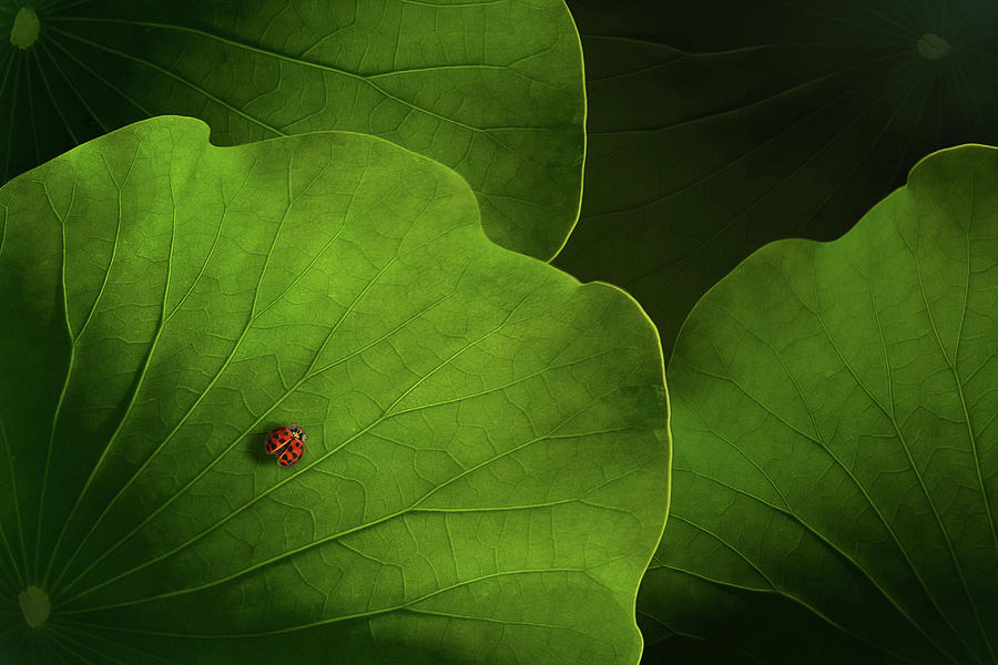 Lotus Photograph - Wanderlust by Heather Bonadio