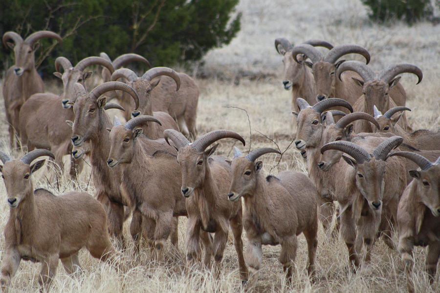 Wanderlust Photograph by Lisa Allen Fine Art America