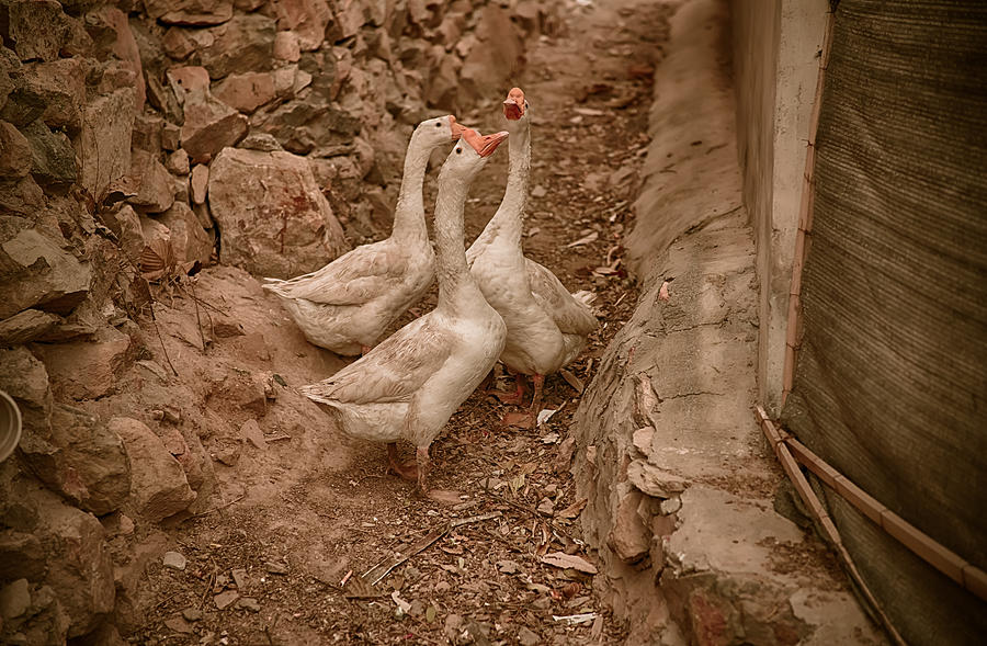 Geese Photograph - Wang jia Po Village Beijing China by Andrew Maslin