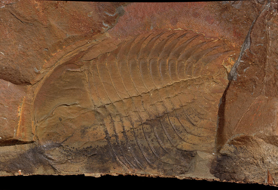 Prehistoric Photograph - Wanneria Walcottana Trilobite by Natural History Museum, London