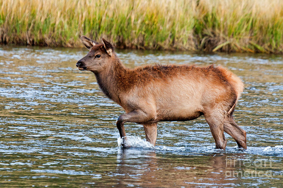 Wapiti Elk alf Crossing the Madison River in Yellowstone National Park Photograph by Fred Stearns